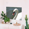 Viar Majestic Swan Wall Decal (4 Sizes Available)