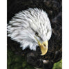 Batie Bald Eagle Gloss Poster (4 Sizes Available)