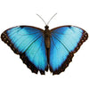 Electric Blue Butterfly Wall Decal (5 Sizes Available)