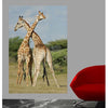 Crossing Giraffes Gloss Poster (5 Sizes Available)