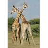 Crossing Giraffes Gloss Poster (5 Sizes Available)