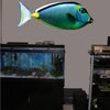 Naso Tang Wall Decal (3 Sizes Available)