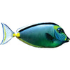 Naso Tang Wall Decal (3 Sizes Available)