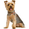 Terrier Wall Decal (3 Sizes Available)