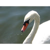 Viar Majestic Swan Wall Decal (4 Sizes Available)